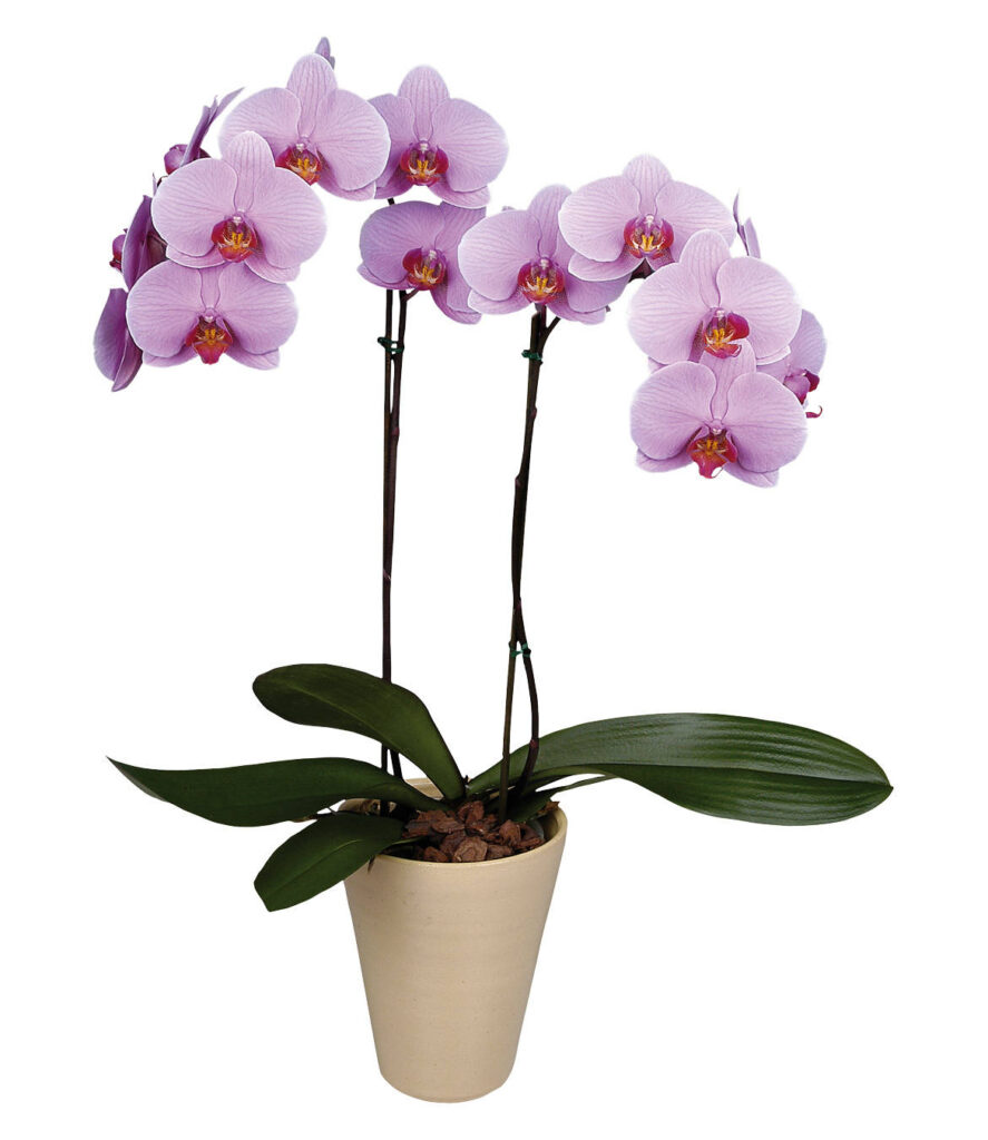 Фото орхидей в хорошем качестве в горшках