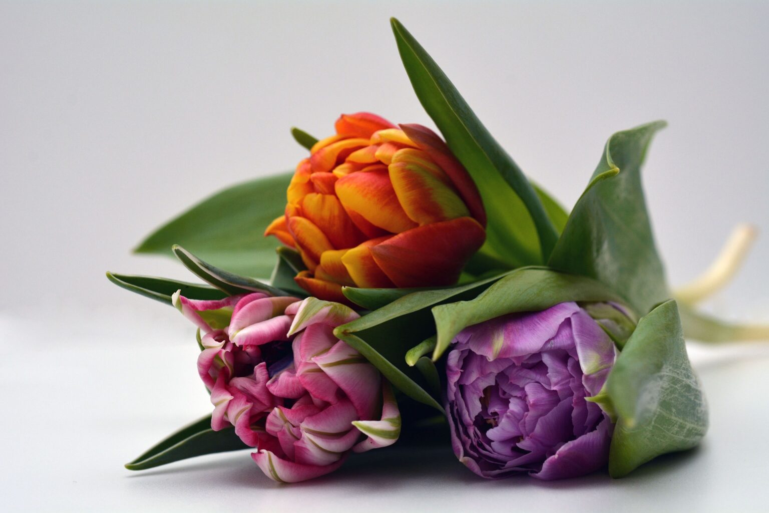Тюльпаны оранжевые фиолетовые